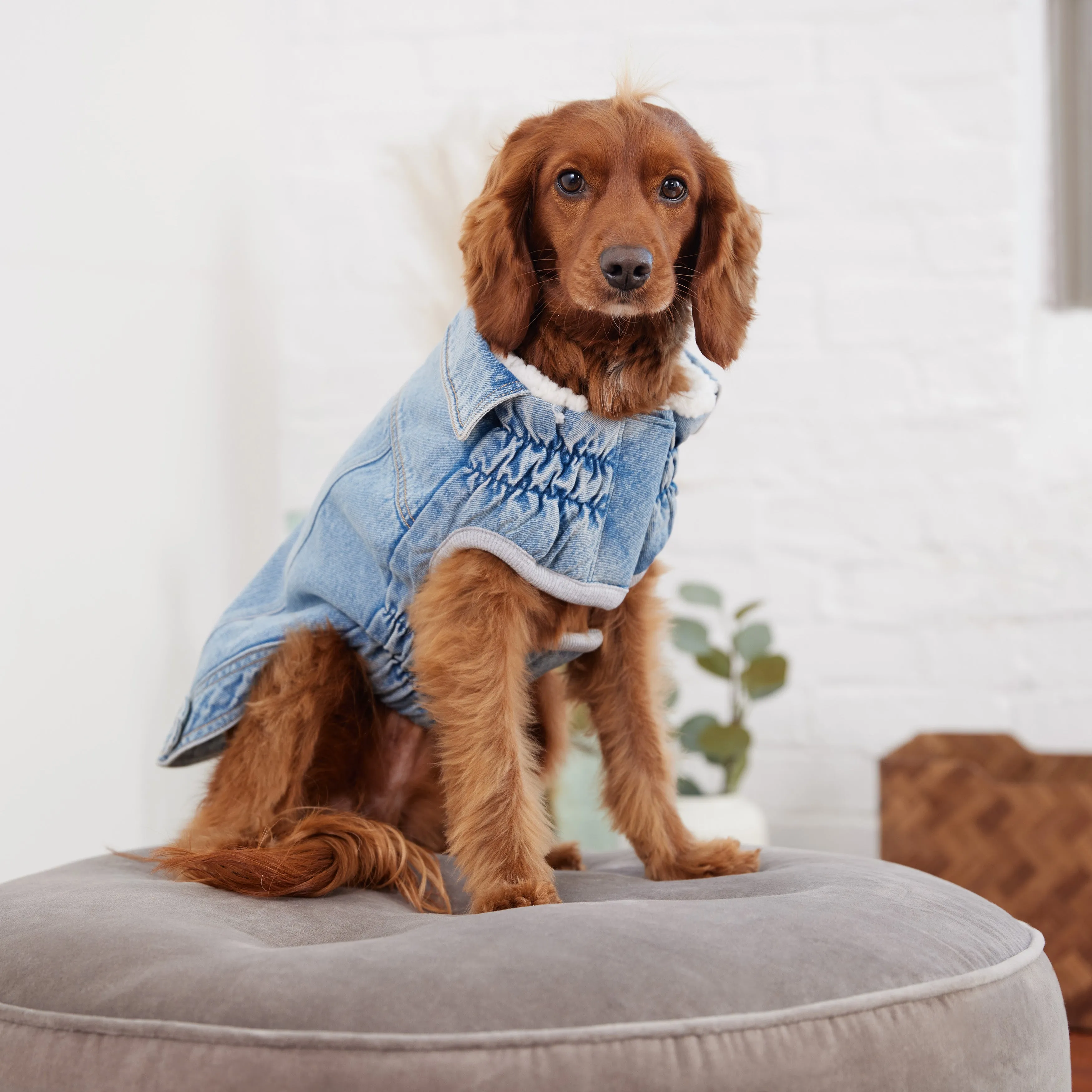 Denim Jacket - Light Wash by GF Pet