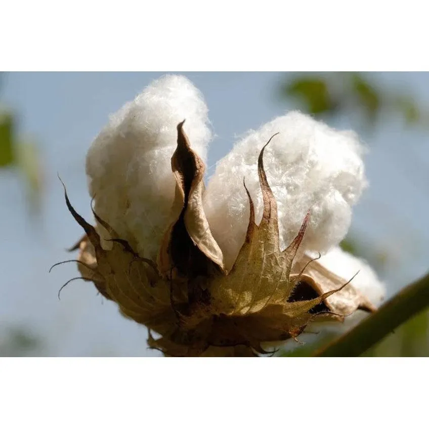 Sweatpants Made Of Organic Cotton